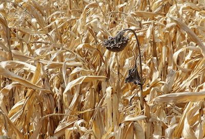 dried corn and sunflower fields-stock-photo