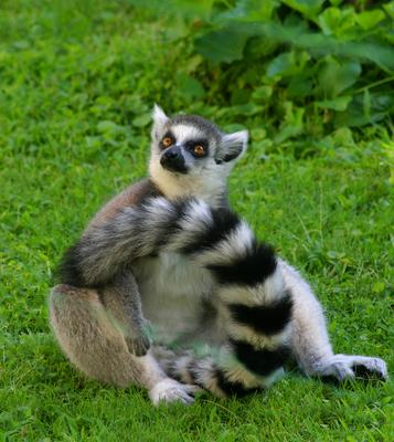 lemur-stock-foto
