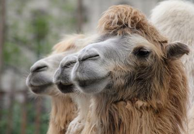 camels-stock-foto