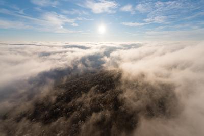 Foggy weather over the forest-stock-foto