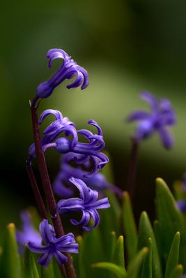 Purple hyacinths in the garden.-stock-foto