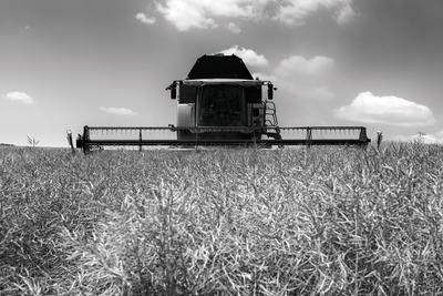 Farmers are harvesting with a New Holland CR9080 combine on a sunny day. Black and white.-stock-foto
