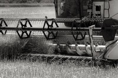 Farmers are harvesting with a New Holland CR9080 combine on a sunny day. Black and white.-stock-foto