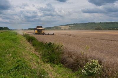 Farmers are harvesting with a New Holland CR9080 combine on a cloudy day.-stock-photo