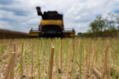 Close up from harvested colza stems. In the background farmers are harvesting with a New Holland CR9080 combine on a cloudy day.-stock-photo