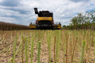 Farmers are harvesting with a New Holland CR9080 combine on a cloudy day.-stock-photo