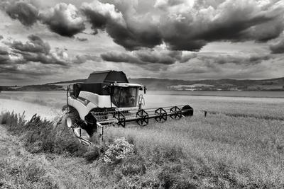 Farmers are harvesting with a New Holland CR9080 combine on a cloudy day. Black and white.-stock-photo