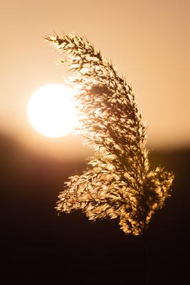 Reed in the sunset-stock-photo
