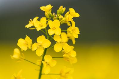 Colza close up on big yellow field.-stock-photo