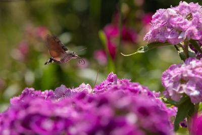 Hummingbird moth collecting nectar from a  flower.-stock-foto