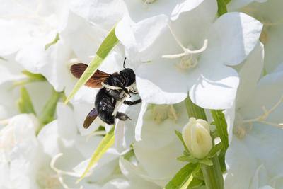 Big black bee on a white flower.-stock-photo