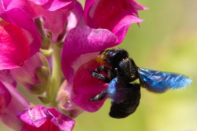 Big black bee on a flower.-stock-photo