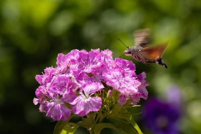 Hummingbird moth collecting nectar from a  flower.-stock-foto