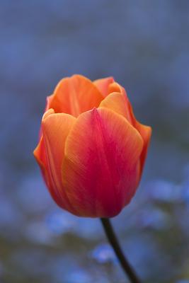 There is a red-orange tulip, there are blue flowers in the background.-stock-photo