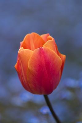 There is a red-orange tulip, there are blue flowers in the background.-stock-foto