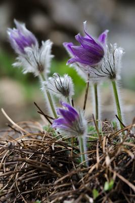 Anemones blossoming in the garden-stock-photo