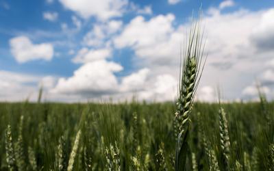Wheat ear above the field.-stock-photo
