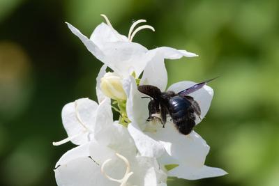 Big black bee on a white flower.-stock-photo