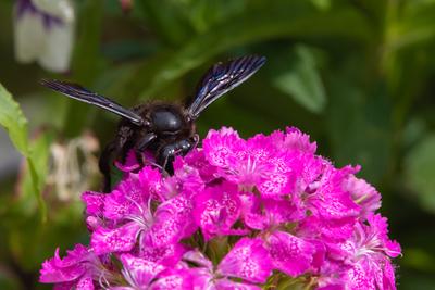 Big black bee on the hydrangea-stock-photo