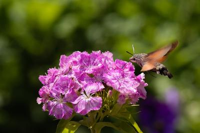 Hummingbird moth collecting nectar from a  flower.-stock-foto