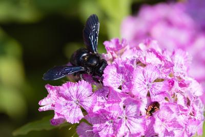 Big black bee on the hydrangea-stock-photo
