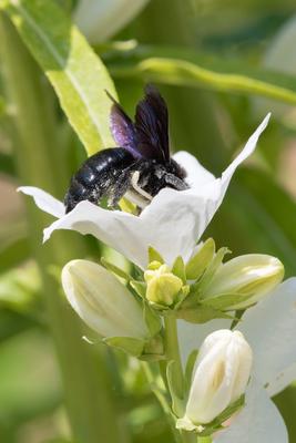 Big black bee on a white flower.-stock-photo