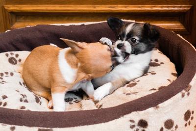 Little chihuahuas are in a basket-stock-foto