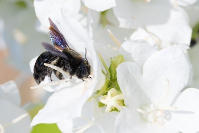 Big black bee on a white flower.-stock-photo
