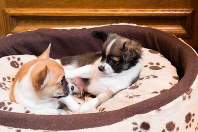 Little chihuahuas are in a basket-stock-foto