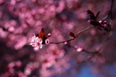 Pink cherry flower in close up with beautiful blurry background.-stock-photo