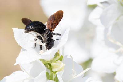 Big black bee on a white flower.-stock-photo