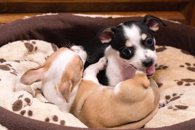 Little chihuahuas are in a basket-stock-foto