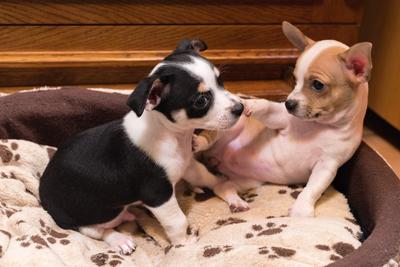 Little chihuahuas are in a basket-stock-foto