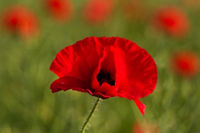 Poppy in the sunshine.-stock-foto