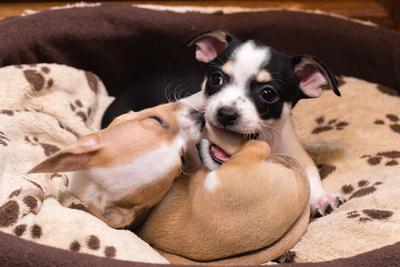 Little chihuahuas are in a basket-stock-foto