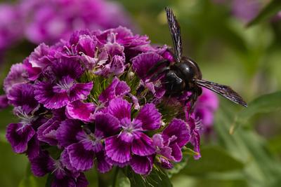 Big black bee on the hydrangea-stock-photo