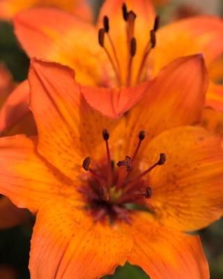 Close up of lilies.-stock-photo