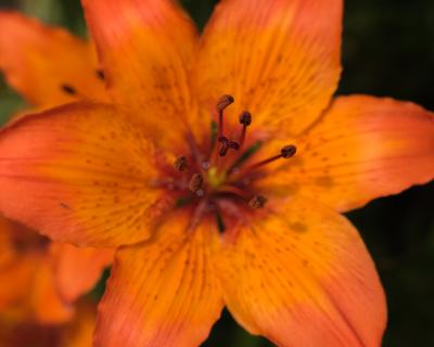 Close up of lilies.-stock-foto
