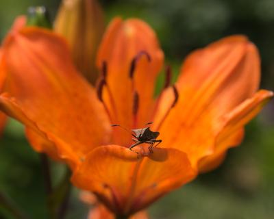 A stink bug sitting on the edge of a petal of a lily.-stock-photo