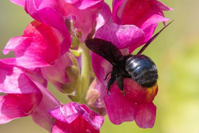 Big black bee on a flower.-stock-photo