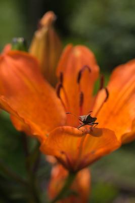 A stink bug sitting on the edge of a petal of a lily.-stock-photo