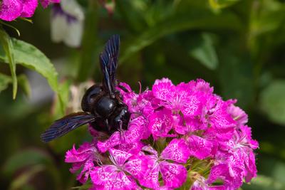 Big black bee on the hydrangea-stock-photo