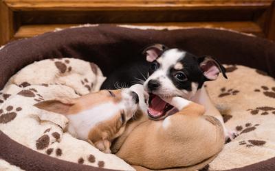 Two chihuahua playing in their basket-stock-foto