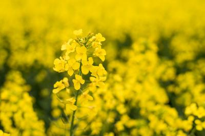 Colza close up on big yellow field.-stock-photo