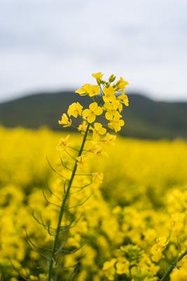 Colza close up on big yellow field.-stock-photo