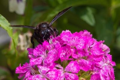 Big black bee on the hydrangea-stock-photo