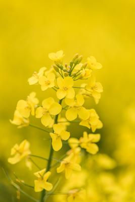 Colza close up on big yellow field.-stock-photo