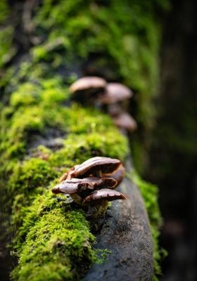Gombák a fatörzsön-stock-foto