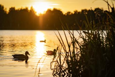 Kacsák a naplementében-stock-foto