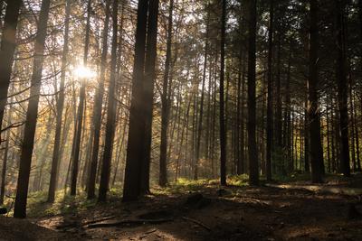 fenyvesben-stock-foto